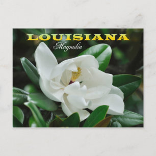 Carte Postale Louisiana State Flower : Magnolia