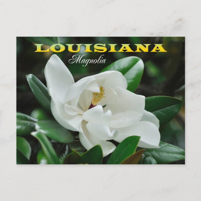 Carte Postale Louisiana State Flower : Magnolia (Devant)