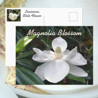 Louisiana State Flower White Magnolia Photographie