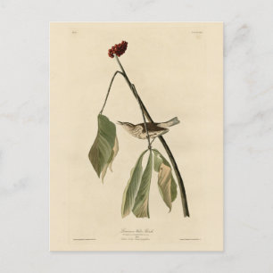 Carte Postale Louisiana Water Thrush, Audubon's Birds of America