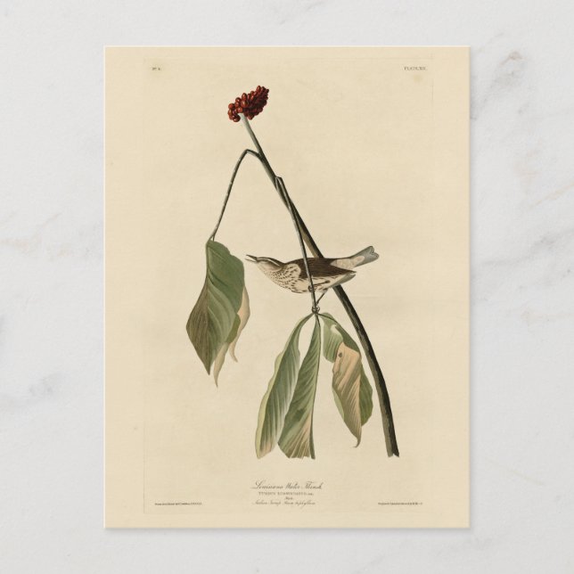 Carte Postale Louisiana Water Thrush, Audubon's Birds of America (Devant)