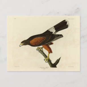 Carte Postale Louisiane (Harris's) Hawk Audubon Birds of America