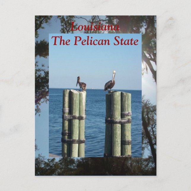 Carte Postale Louisiane L'État du Pélican (Devant)