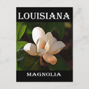 Carte Postale Louisiane Magnolia