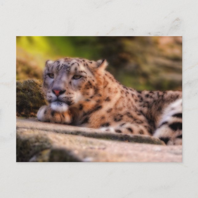 Carte Postale Lounge Leopard (Devant)