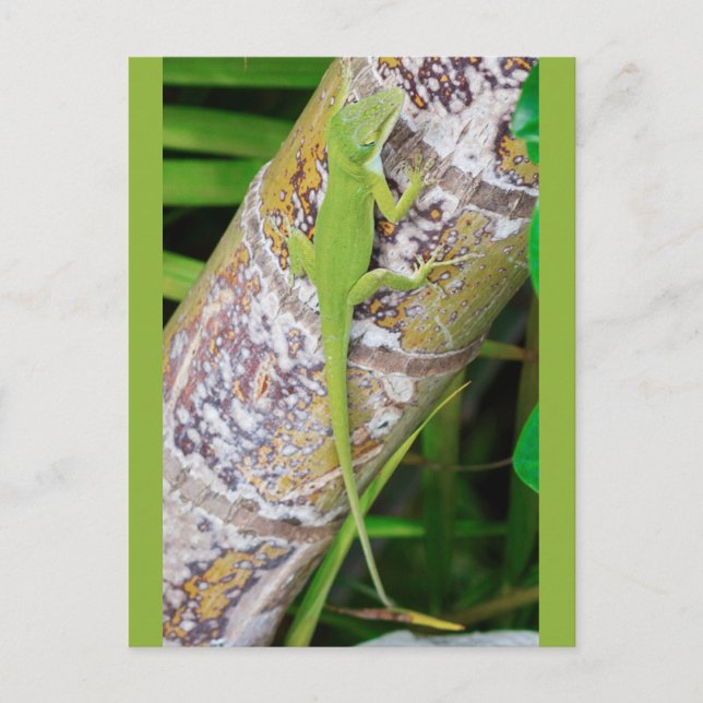 Carte Postale Lounge Lizard Green Gecko (Devant)