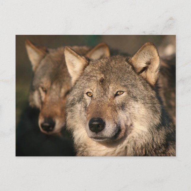 Carte Postale loup (Devant)