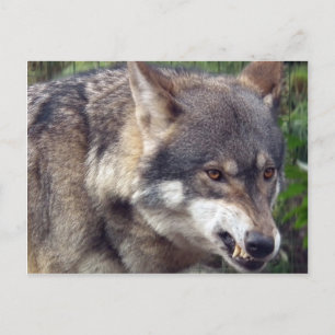 Carte Postale Loup