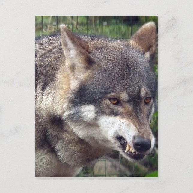 Carte Postale Loup (Devant)