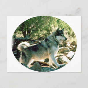 Carte Postale Loup