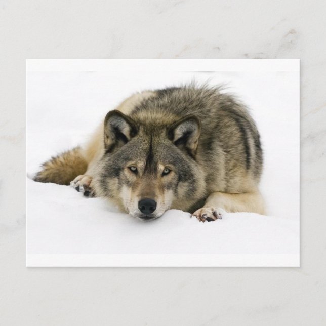 Carte Postale Loup (Devant)