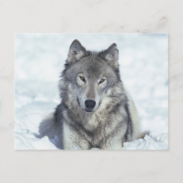 Carte Postale Loup (Devant)