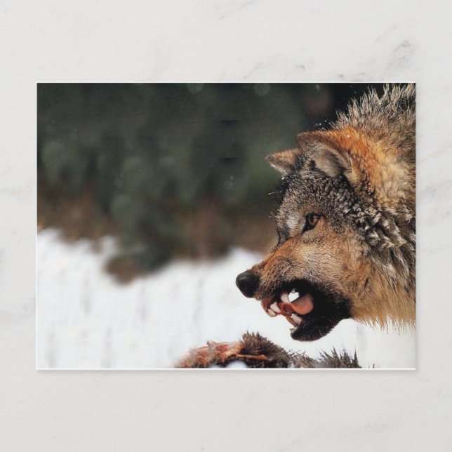Carte Postale Loup (Devant)