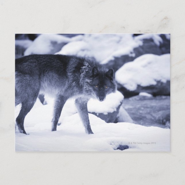 Carte Postale Loup (Devant)