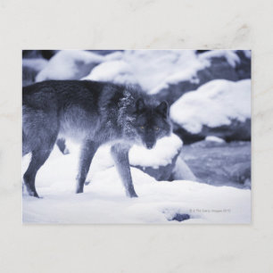 Carte Postale Loup