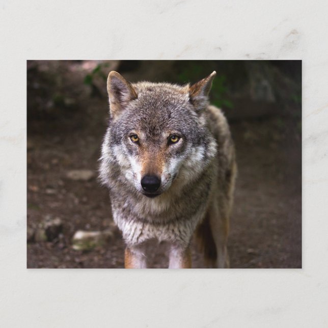 Carte Postale Loup (Devant)