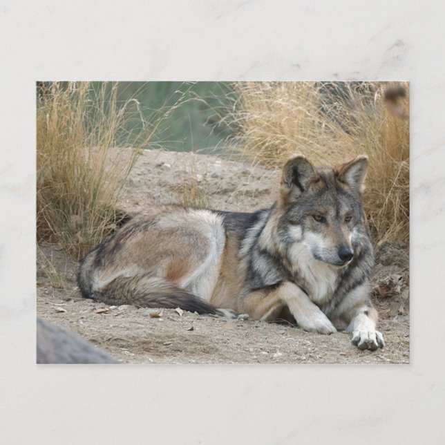 Carte Postale Loup (Devant)