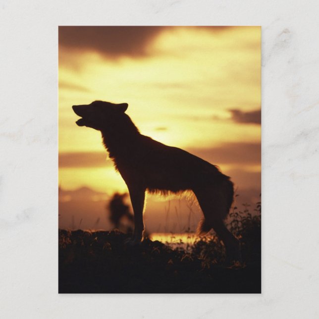 Carte Postale Loup (Devant)