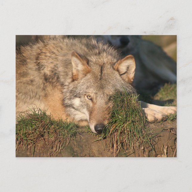 Carte Postale loup (Devant)