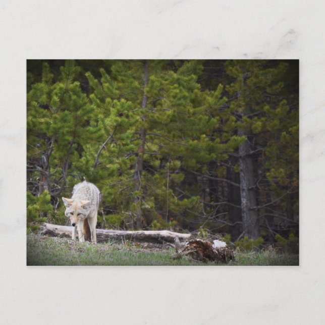 Carte Postale Loup à Yellowstone (Devant)