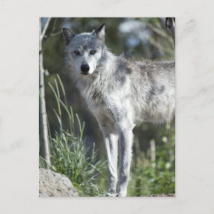 Carte Postale Loup à Yellowstone