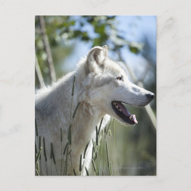 Carte Postale Loup à Yellowstone. (Devant)