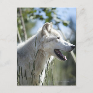 Carte Postale Loup à Yellowstone.