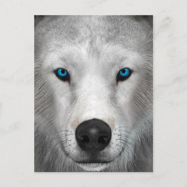 Carte Postale Loup Arctique (Devant)
