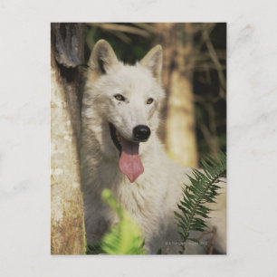 Carte Postale Loup arctique en forêt