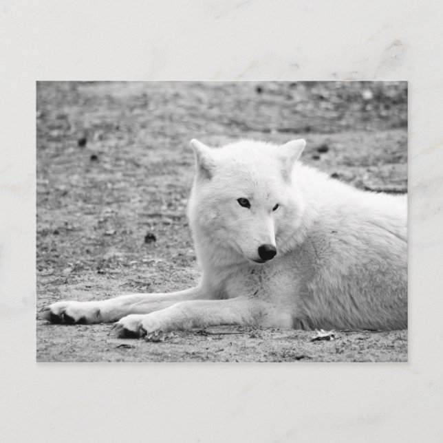 Carte Postale Loup arctique - loup blanc (Devant)