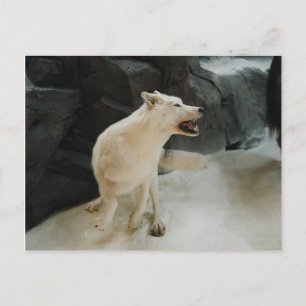 Carte Postale Loup blanc