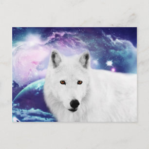 Carte Postale Loup blanc