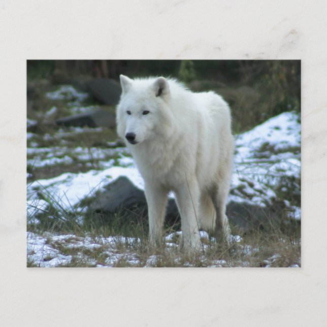 Carte Postale Loup blanc en hiver (Devant)