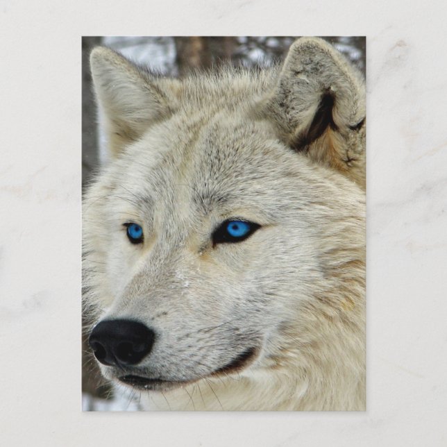 Carte postale Loup Blanc Oeil Bleu (Devant)