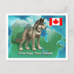 Carte Postale Loup canadien