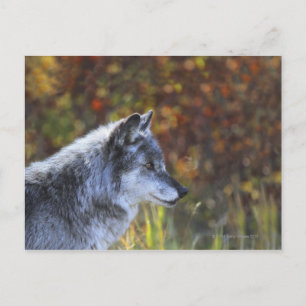 Carte Postale Loup (Canis Lupus)