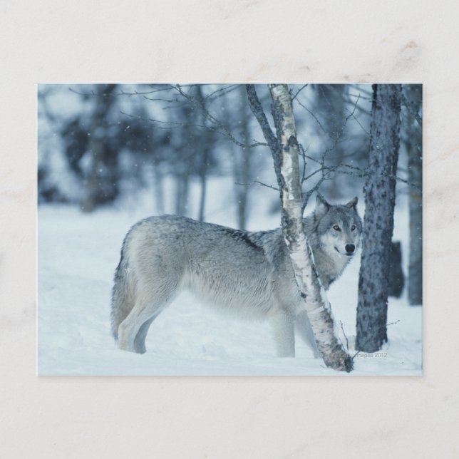 Carte Postale Loup (Canis lupus) en hiver (Devant)