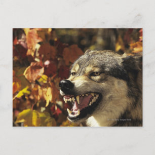 Carte Postale Loup (Canis lupus), tournage, avec