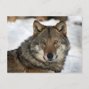 Carte Postale loup dans la neige