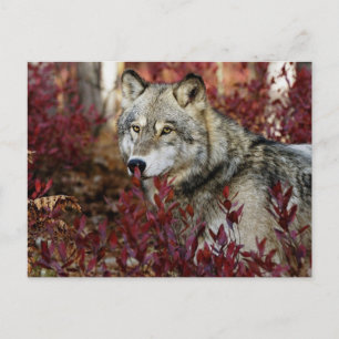 Carte Postale Loup Dans Le Folio D'Automne