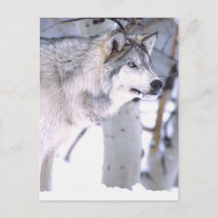 Carte Postale Loup de bois, Canis lupus, Animal de cinéma Utah)