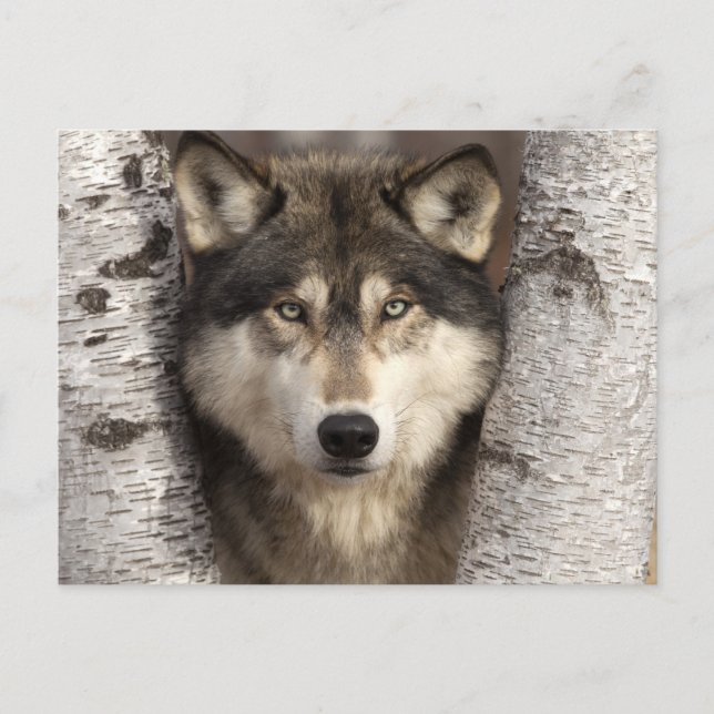 Carte Postale Loup de bois par Jim Zuckerman (Devant)