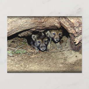 Carte Postale Loup de bois sauvage cubes jumeaux à Den