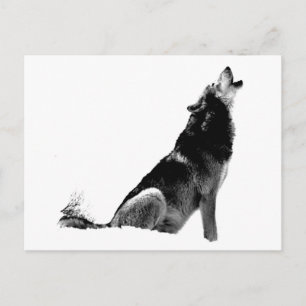 Carte Postale Loup de Howling blanc noir