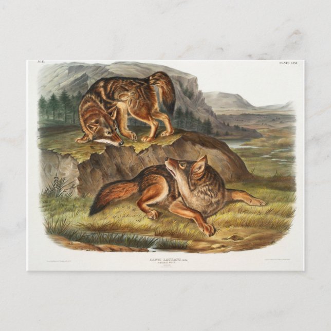 Carte Postale Loup des Prairies par John Woodhouse Audubon (Devant)