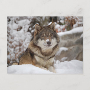 Carte Postale Loup d'hiver