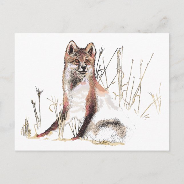 Carte Postale Loup d'hiver (Devant)