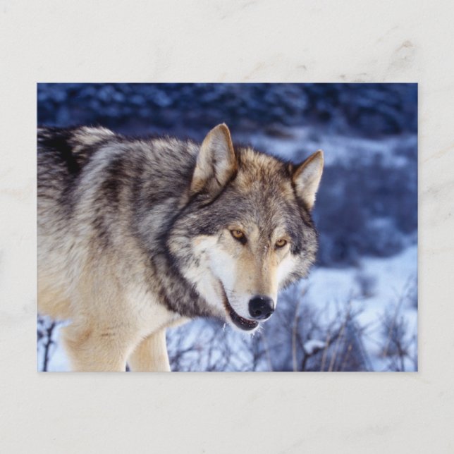 Carte Postale Loup d'hiver 2 (Devant)