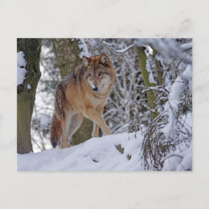 Carte Postale Loup d'hiver vintage