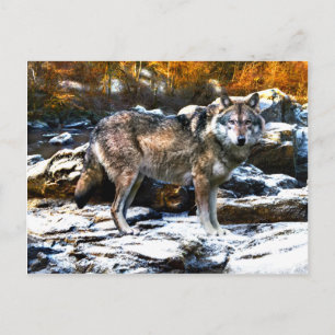 Carte Postale "Loup en hiver"